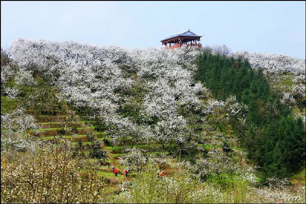 【春天，广西桂林灌阳县向您发出邀请！】我们在灌阳看梨花 - 游山玩水 - 安庆生活社区 - 安庆28生活网 anqing.28life.net