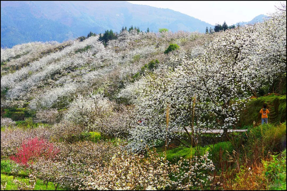 【春天，广西桂林灌阳县向您发出邀请！】我们在灌阳看梨花 - 游山玩水 - 安庆生活社区 - 安庆28生活网 anqing.28life.net