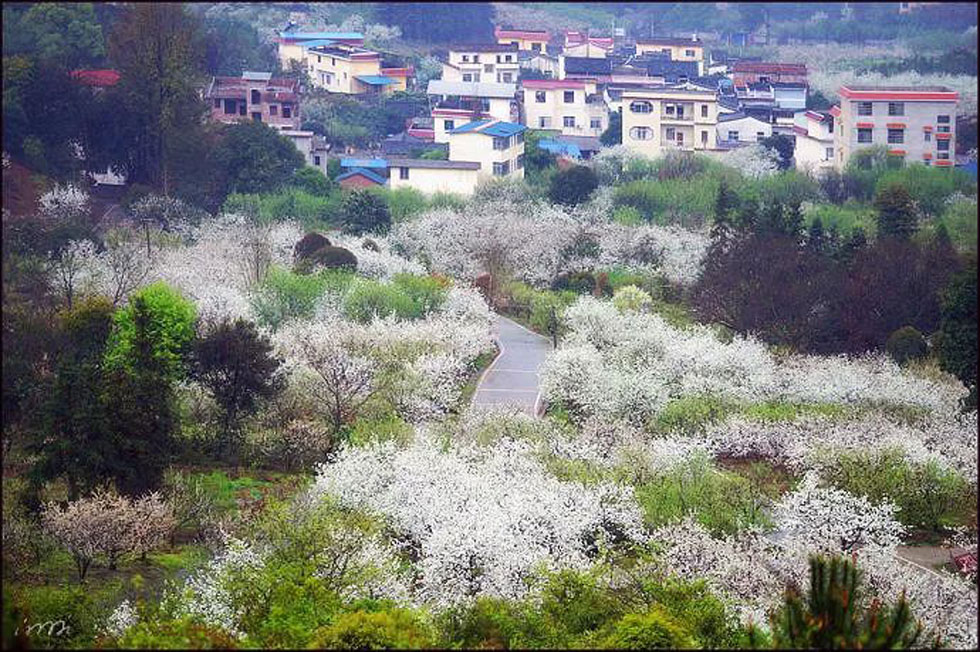【春天，广西桂林灌阳县向您发出邀请！】我们在灌阳看梨花 - 游山玩水 - 安庆生活社区 - 安庆28生活网 anqing.28life.net