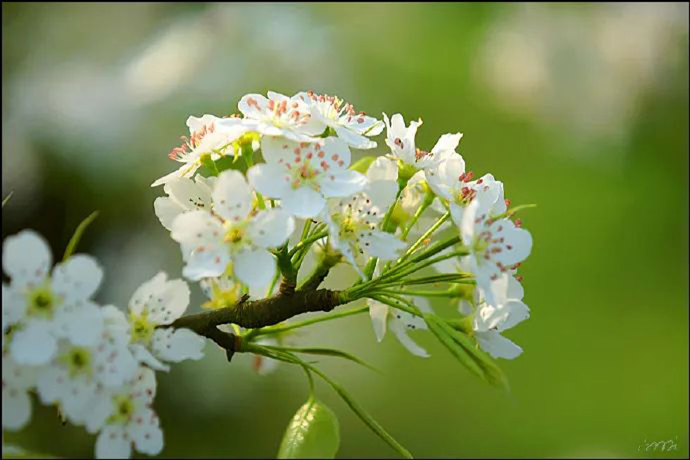 【春天，广西桂林灌阳县向您发出邀请！】我们在灌阳看梨花 - 游山玩水 - 安庆生活社区 - 安庆28生活网 anqing.28life.net