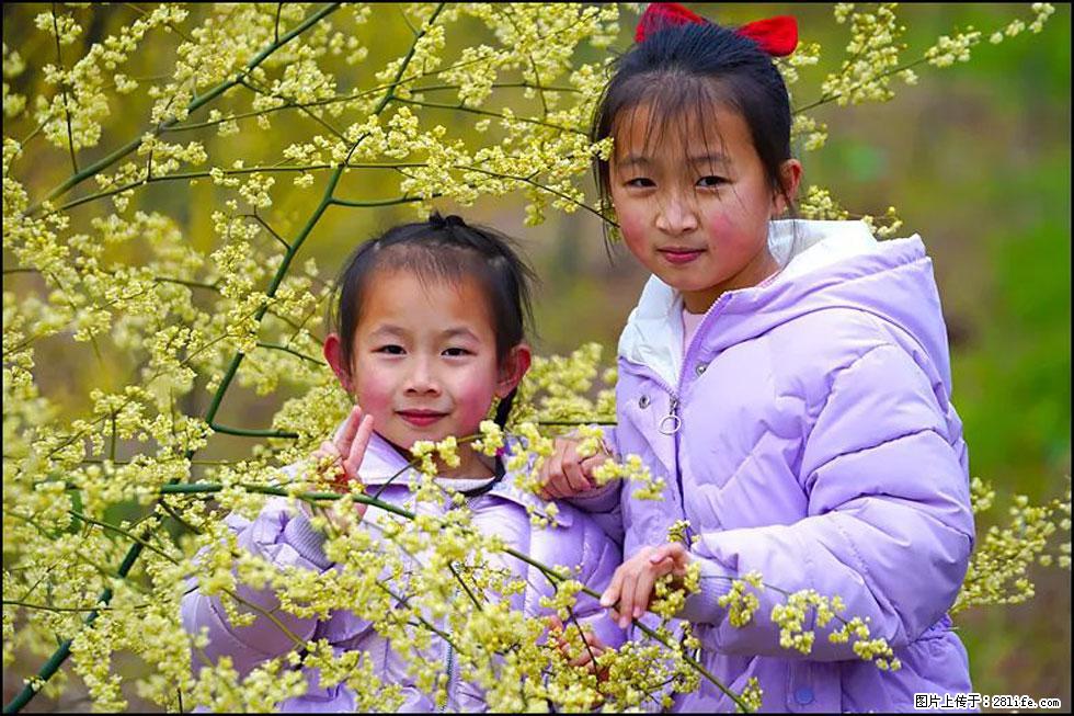 【春天，广西桂林灌阳县向您发出邀请！】米珠山前有片山苍子花在飘香 - 游山玩水 - 安庆生活社区 - 安庆28生活网 anqing.28life.net