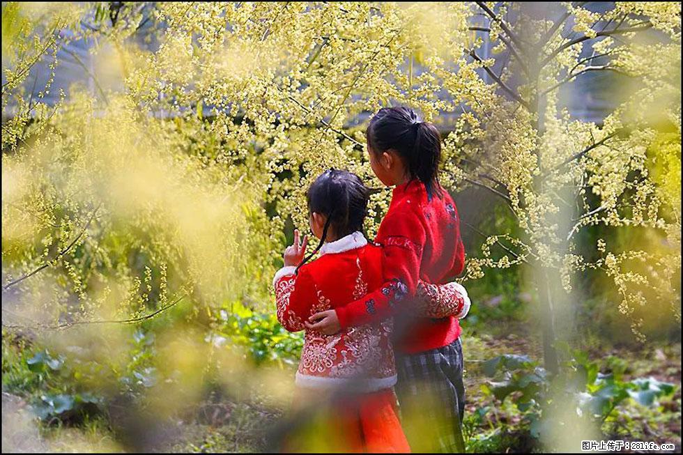 【春天，广西桂林灌阳县向您发出邀请！】米珠山前有片山苍子花在飘香 - 游山玩水 - 安庆生活社区 - 安庆28生活网 anqing.28life.net