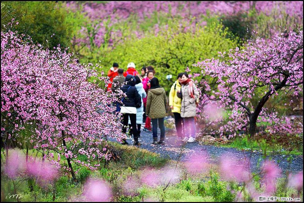 【春天，广西桂林灌阳县向您发出邀请！】官庄村有个醉美的桃花园 - 游山玩水 - 安庆生活社区 - 安庆28生活网 anqing.28life.net