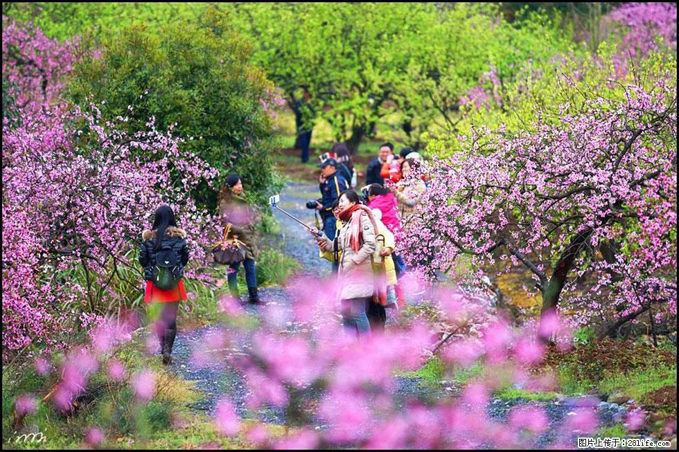 【春天，广西桂林灌阳县向您发出邀请！】官庄村有个醉美的桃花园 - 游山玩水 - 安庆生活社区 - 安庆28生活网 anqing.28life.net