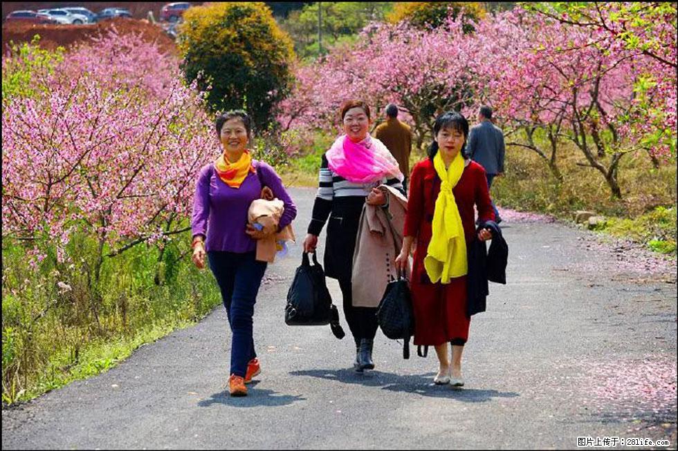 【春天，广西桂林灌阳县向您发出邀请！】官庄村有个醉美的桃花园 - 游山玩水 - 安庆生活社区 - 安庆28生活网 anqing.28life.net