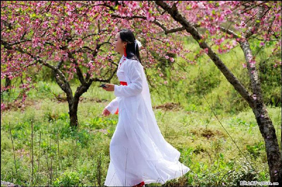【春天，广西桂林灌阳县向您发出邀请！】官庄村有个醉美的桃花园 - 游山玩水 - 安庆生活社区 - 安庆28生活网 anqing.28life.net