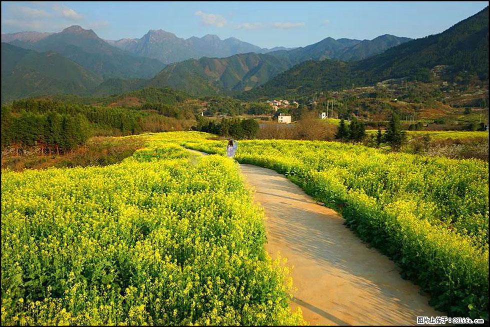 【春天，广西桂林灌阳县向您发出邀请！】长坪村油菜盛情花开 - 游山玩水 - 安庆生活社区 - 安庆28生活网 anqing.28life.net