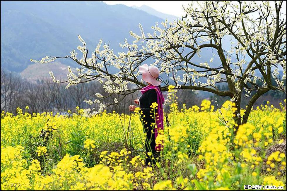 【春天，广西桂林灌阳县向您发出邀请！】长坪村油菜盛情花开 - 游山玩水 - 安庆生活社区 - 安庆28生活网 anqing.28life.net