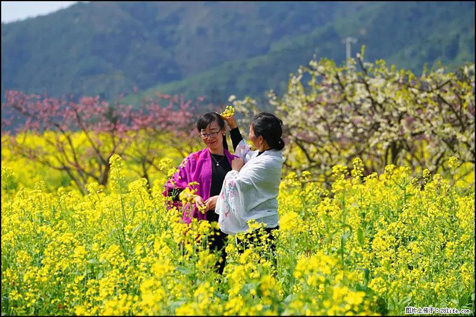 【春天，广西桂林灌阳县向您发出邀请！】长坪村油菜盛情花开 - 游山玩水 - 安庆生活社区 - 安庆28生活网 anqing.28life.net