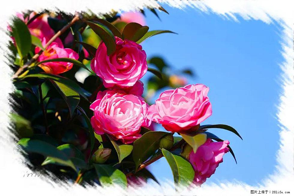 【春天，广西桂林灌阳县向您发出邀请！】杨柳井茶花惹人爱 - 游山玩水 - 安庆生活社区 - 安庆28生活网 anqing.28life.net