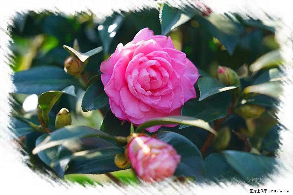 【春天，广西桂林灌阳县向您发出邀请！】杨柳井茶花惹人爱 - 游山玩水 - 安庆生活社区 - 安庆28生活网 anqing.28life.net