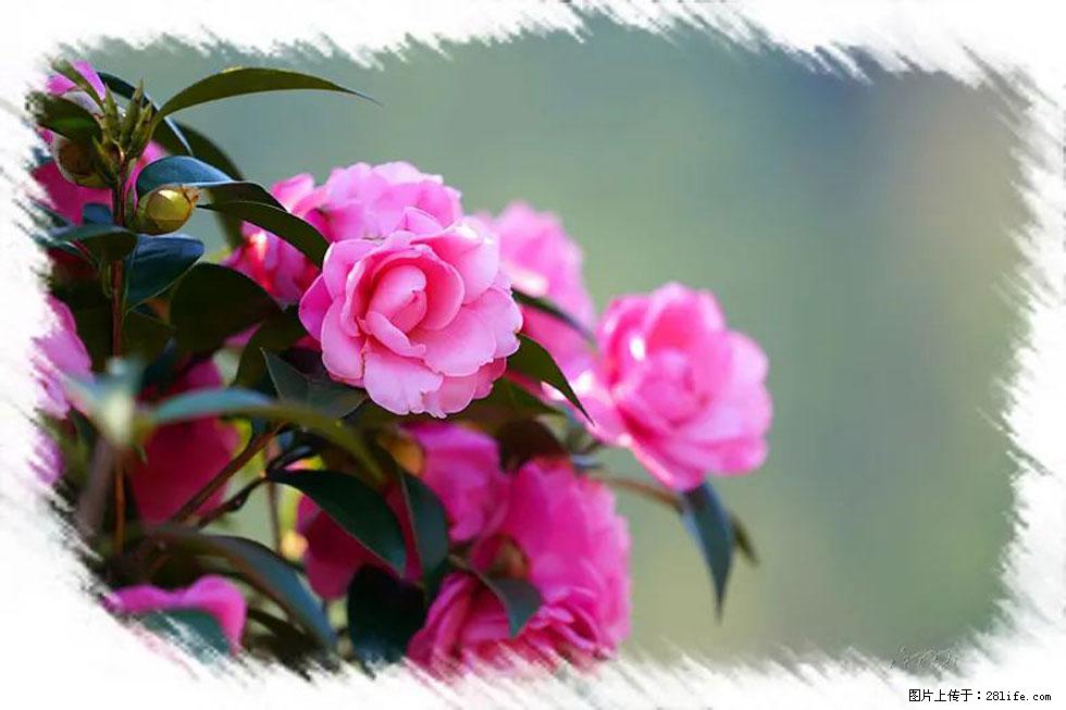 【春天，广西桂林灌阳县向您发出邀请！】杨柳井茶花惹人爱 - 游山玩水 - 安庆生活社区 - 安庆28生活网 anqing.28life.net