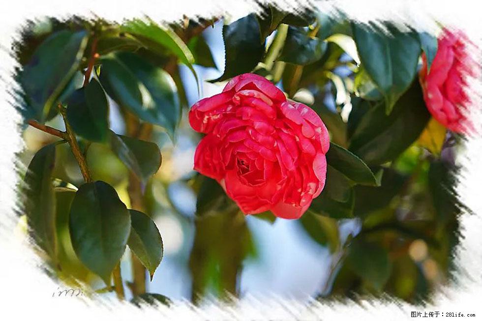 【春天，广西桂林灌阳县向您发出邀请！】杨柳井茶花惹人爱 - 游山玩水 - 安庆生活社区 - 安庆28生活网 anqing.28life.net