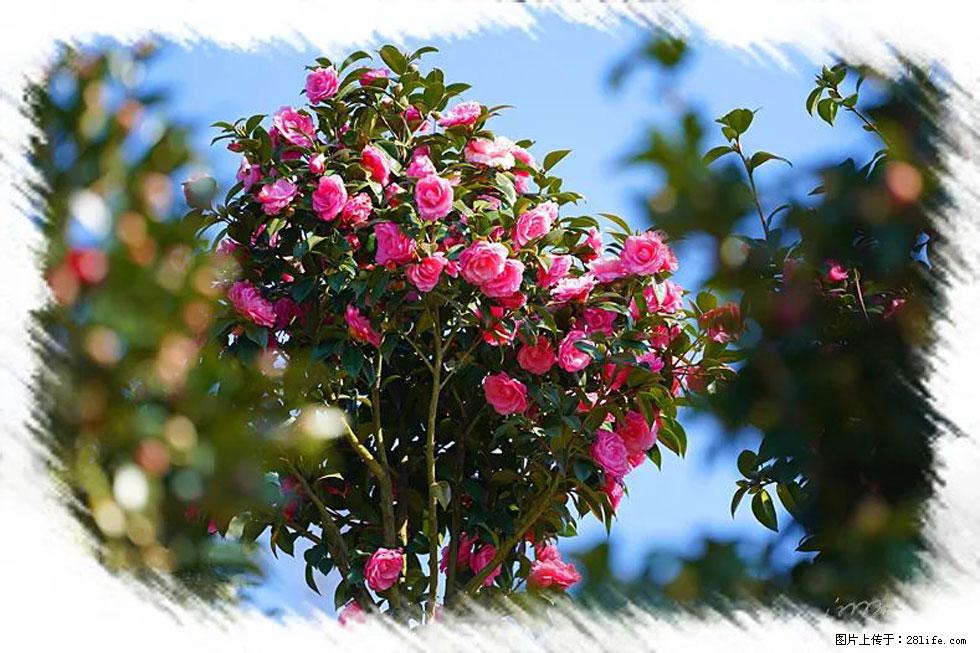 【春天，广西桂林灌阳县向您发出邀请！】杨柳井茶花惹人爱 - 游山玩水 - 安庆生活社区 - 安庆28生活网 anqing.28life.net