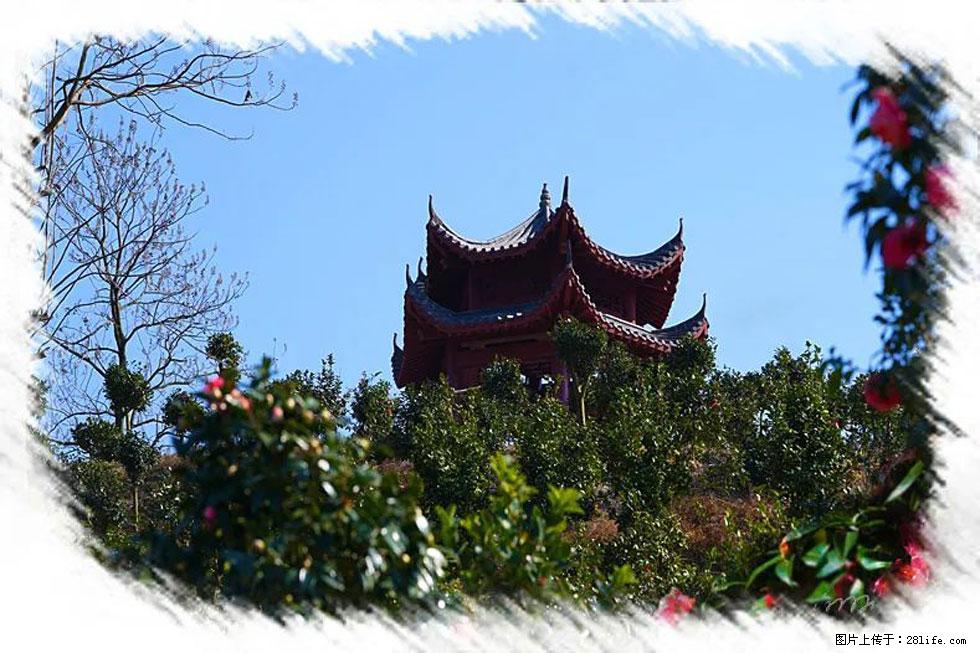 【春天，广西桂林灌阳县向您发出邀请！】杨柳井茶花惹人爱 - 游山玩水 - 安庆生活社区 - 安庆28生活网 anqing.28life.net