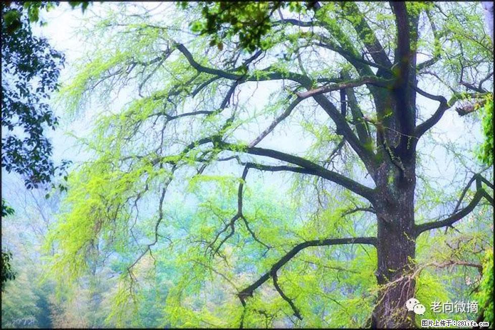 【春天，广西桂林灌阳县向您发出邀请！】在小龙村与春天约会 - 游山玩水 - 安庆生活社区 - 安庆28生活网 anqing.28life.net
