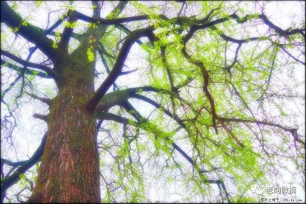 【春天，广西桂林灌阳县向您发出邀请！】在小龙村与春天约会 - 游山玩水 - 安庆生活社区 - 安庆28生活网 anqing.28life.net