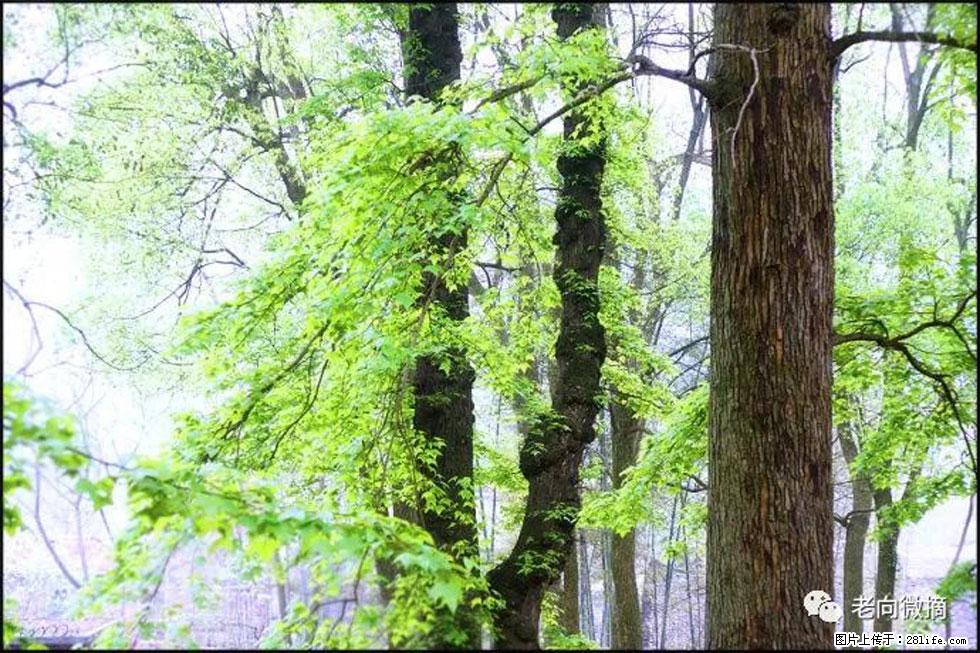 【春天，广西桂林灌阳县向您发出邀请！】在小龙村与春天约会 - 游山玩水 - 安庆生活社区 - 安庆28生活网 anqing.28life.net