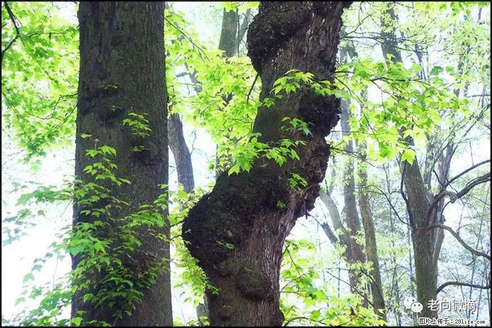 【春天，广西桂林灌阳县向您发出邀请！】在小龙村与春天约会 - 游山玩水 - 安庆生活社区 - 安庆28生活网 anqing.28life.net