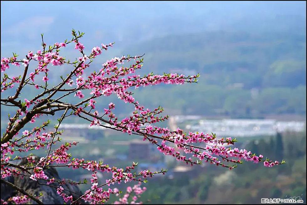 【春天，广西桂林灌阳县向您发出邀请！】望月岭上桃花开 - 游山玩水 - 安庆生活社区 - 安庆28生活网 anqing.28life.net