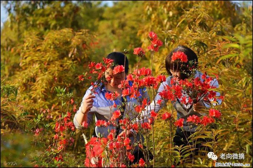 【春天,广西桂林灌阳县向您发出邀请!】登麒麟山,相约映山红 - 游山玩水 - 安庆生活社区 - 安庆28生活网 anqing.28life.net