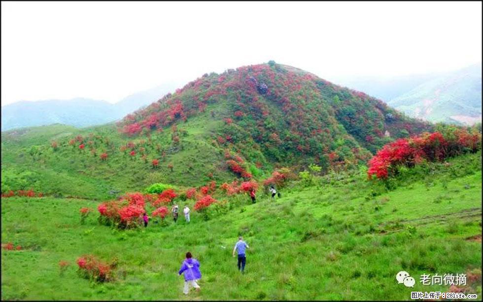 【春天，广西桂林灌阳县向您发出邀请！】宝盖山上映山红 - 游山玩水 - 安庆生活社区 - 安庆28生活网 anqing.28life.net