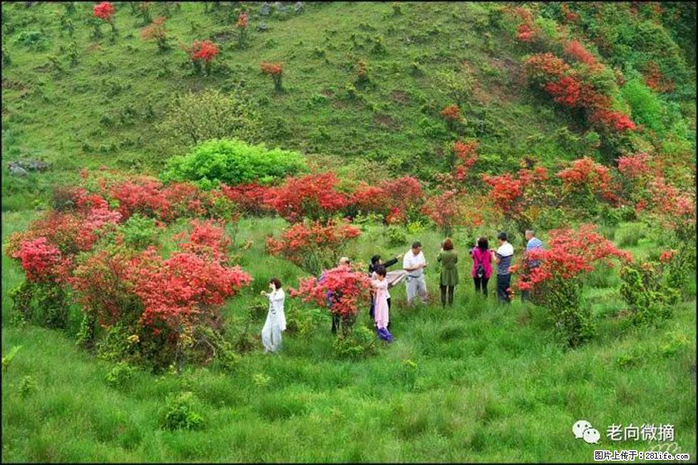 【春天，广西桂林灌阳县向您发出邀请！】宝盖山上映山红 - 游山玩水 - 安庆生活社区 - 安庆28生活网 anqing.28life.net