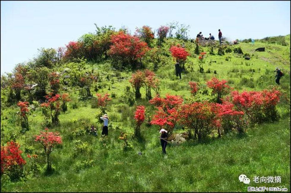 【春天，广西桂林灌阳县向您发出邀请！】宝盖山上映山红 - 游山玩水 - 安庆生活社区 - 安庆28生活网 anqing.28life.net