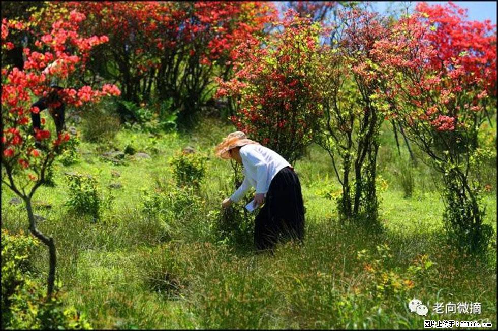 【春天，广西桂林灌阳县向您发出邀请！】宝盖山上映山红 - 游山玩水 - 安庆生活社区 - 安庆28生活网 anqing.28life.net