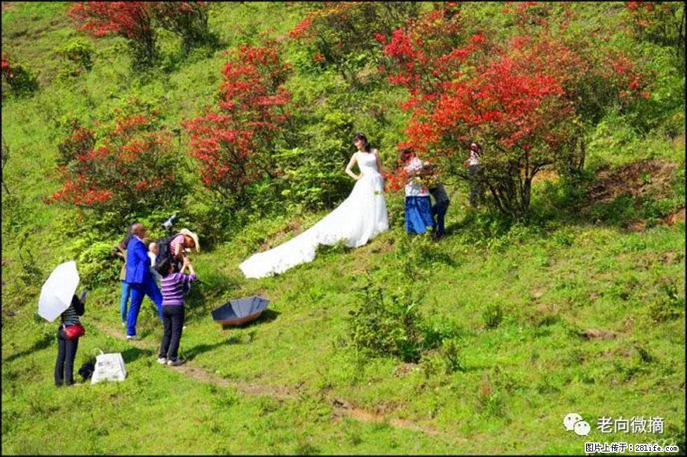 【春天，广西桂林灌阳县向您发出邀请！】宝盖山上映山红 - 游山玩水 - 安庆生活社区 - 安庆28生活网 anqing.28life.net