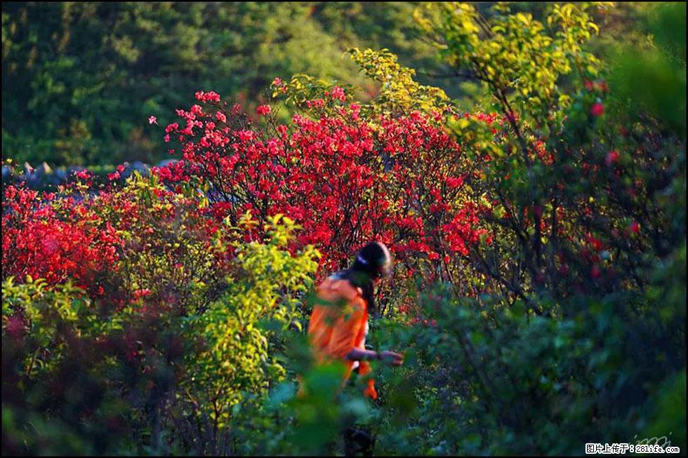【春天，广西桂林灌阳县向您发出邀请！】春木界上映山红 - 游山玩水 - 安庆生活社区 - 安庆28生活网 anqing.28life.net