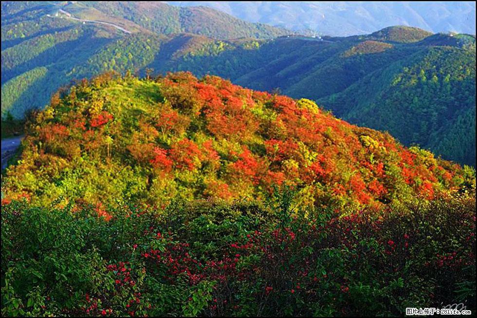 【春天，广西桂林灌阳县向您发出邀请！】春木界上映山红 - 游山玩水 - 安庆生活社区 - 安庆28生活网 anqing.28life.net