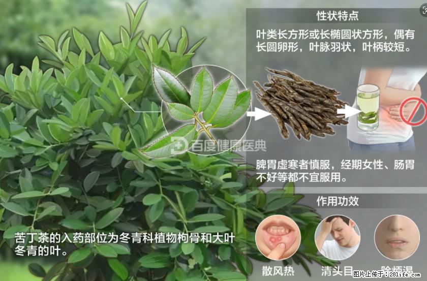 苦丁茶有哪些功效和作用 - 生活百科 - 安庆生活社区 - 安庆28生活网 anqing.28life.net