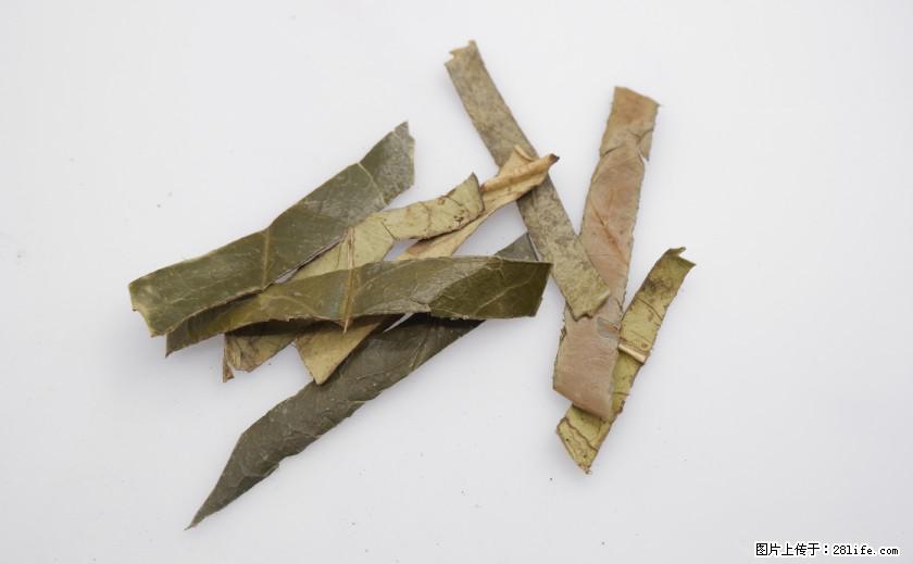 苦丁茶有哪些功效和作用 - 生活百科 - 安庆生活社区 - 安庆28生活网 anqing.28life.net