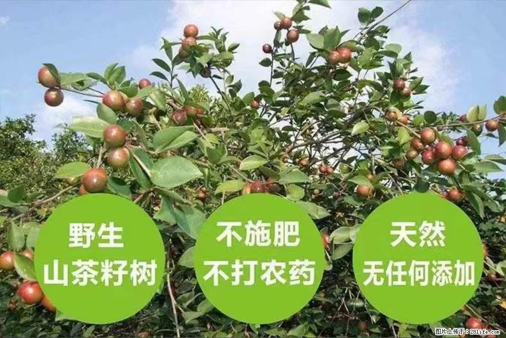 【灌阳县油茶产业示范区】一个有着充实的精神生活的人，对待身外之物自会有一种淡泊的态度 - 土特产 - 饮食特产 - 安庆分类信息 - 安庆28生活网 anqing.28life.net