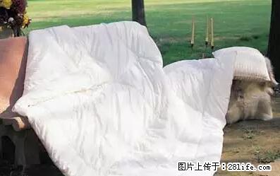 被子有异味？只要这样做，比晒太阳还强100倍！ - 家居生活 - 安庆生活社区 - 安庆28生活网 anqing.28life.net