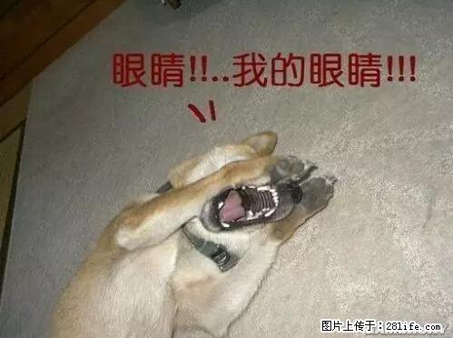 笑癫了！一女的怀孕三年未生，他终于忍不住了... - 娱乐八卦 - 安庆生活社区 - 安庆28生活网 anqing.28life.net