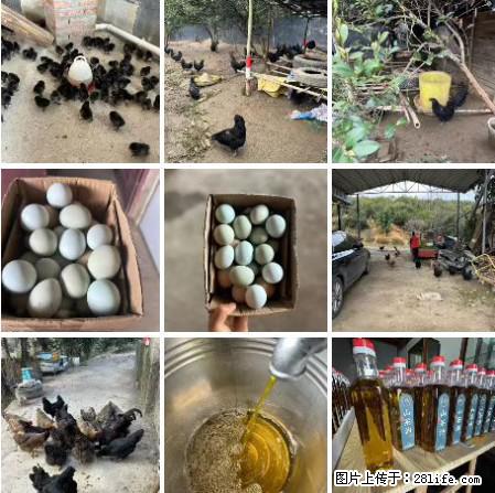 油茶园从小鸡仔开始养起的纯土鸡、土鸡蛋可以预定啦！还有前几天刚榨的纯山茶油哦 - 美食天地 - 安庆生活社区 - 安庆28生活网 anqing.28life.net