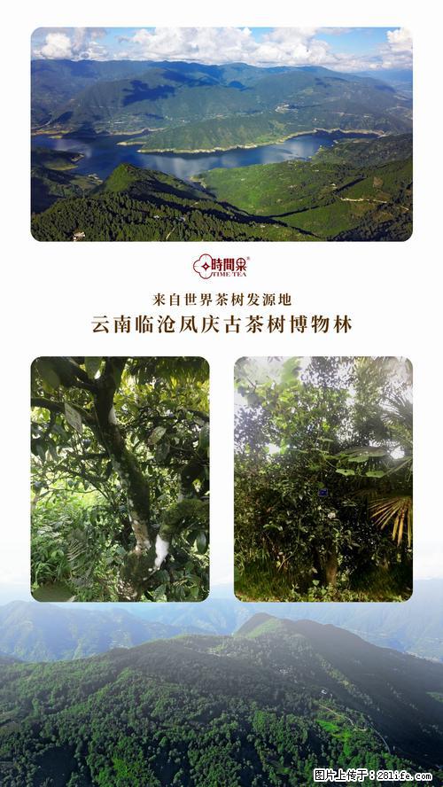 时间果百年古树2025年春红茶 - 购物交流 - 安庆生活社区 - 安庆28生活网 anqing.28life.net