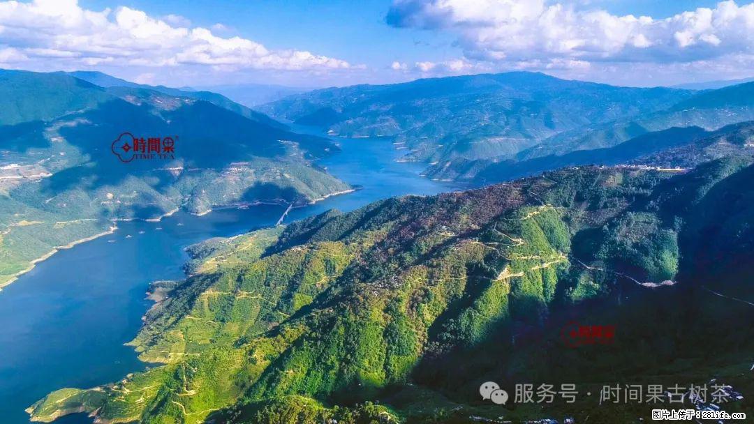 时间果百年古树龙珠普洱生茶 - 购物交流 - 安庆生活社区 - 安庆28生活网 anqing.28life.net