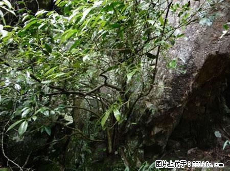 平乐石崖茶，珍贵仅次于金花茶 - 安庆生活资讯 - 安庆28生活网 anqing.28life.net