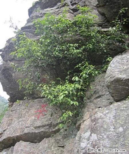 平乐石崖茶，珍贵仅次于金花茶 - 安庆生活资讯 - 安庆28生活网 anqing.28life.net